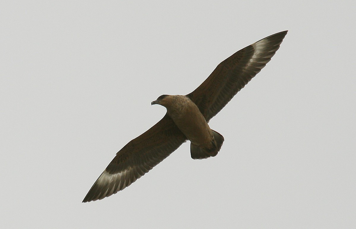 Chilean Skua - ML484287001