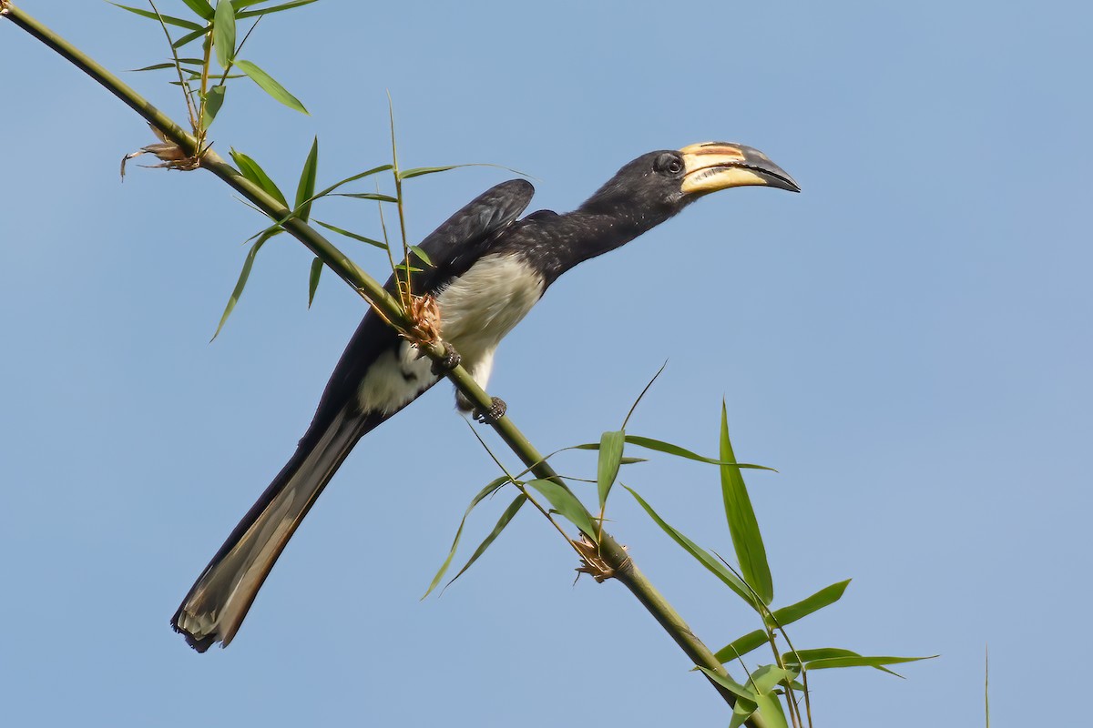 West African Pied Hornbill - Giuseppe Citino