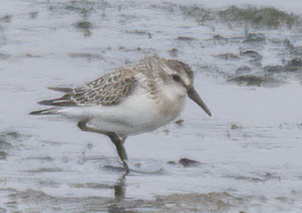 Western Sandpiper - Elizabeth Crouthamel