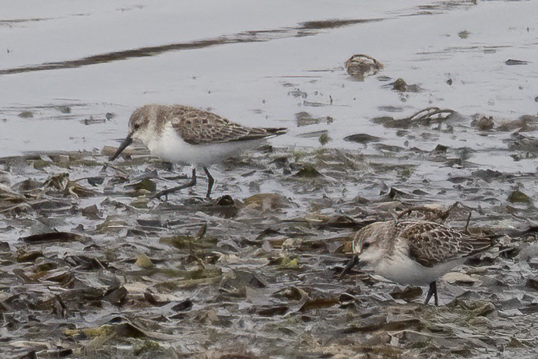 Western Sandpiper - ML484289641