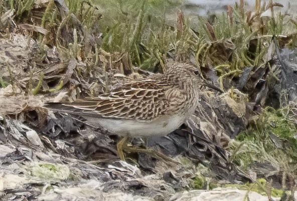 Pectoral Sandpiper - Elizabeth Crouthamel