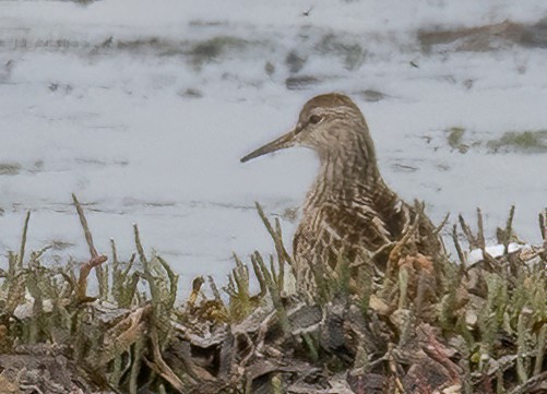 Pectoral Sandpiper - ML484289791