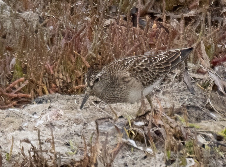 Pectoral Sandpiper - ML484289801