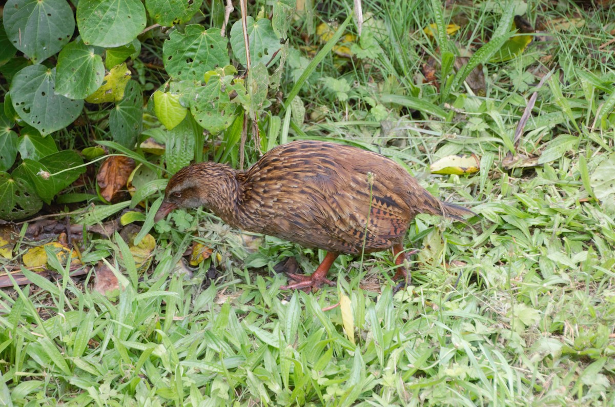 Weka - ML484290531