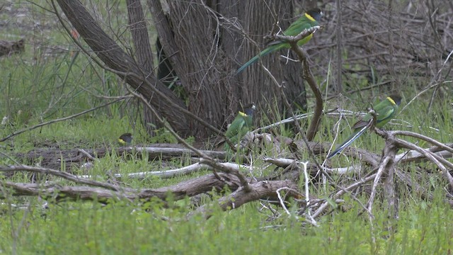 Sarı Yakalı Papağan (semitorquatus) - ML484290561