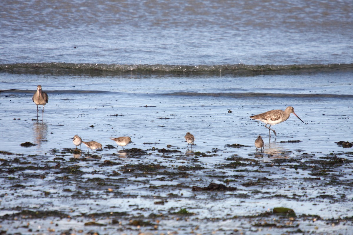 Hudsonian Godwit - ML484290771