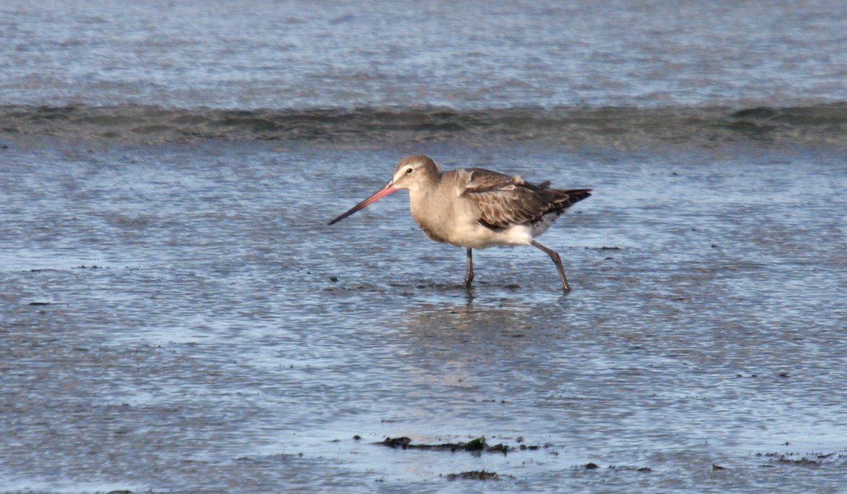 Hudsonian Godwit - ML484290781