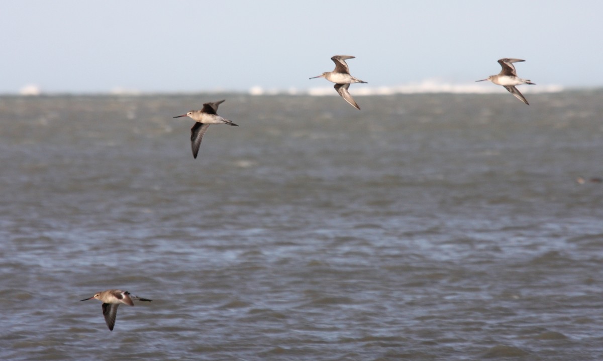 Hudsonian Godwit - ML484290791