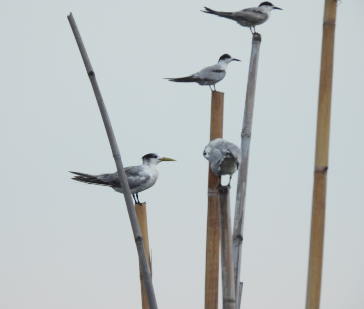 Great Crested Tern - ML484290831