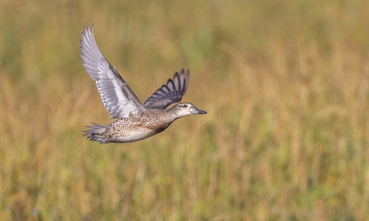 Baikal Teal - Zak Pohlen