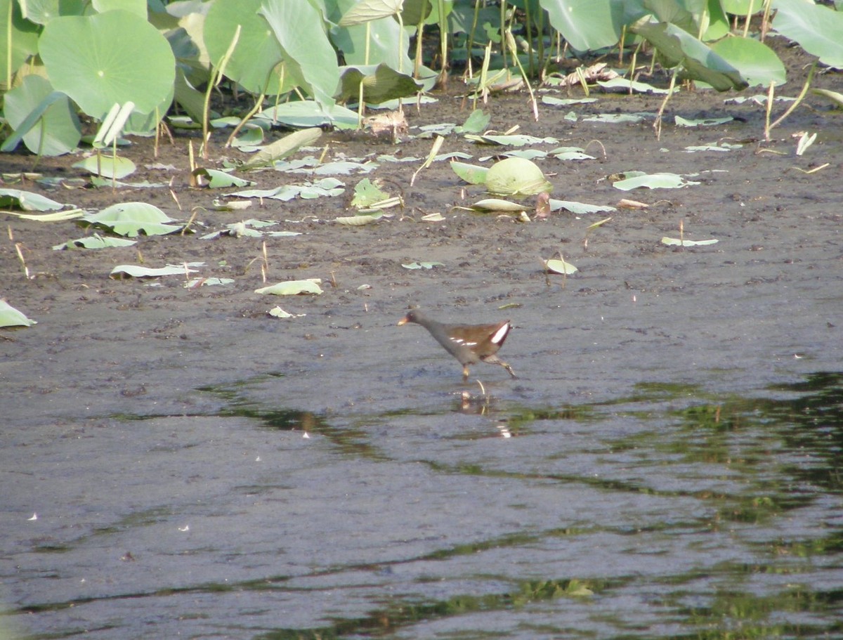 Eurasian Moorhen - Anand Chaudhary