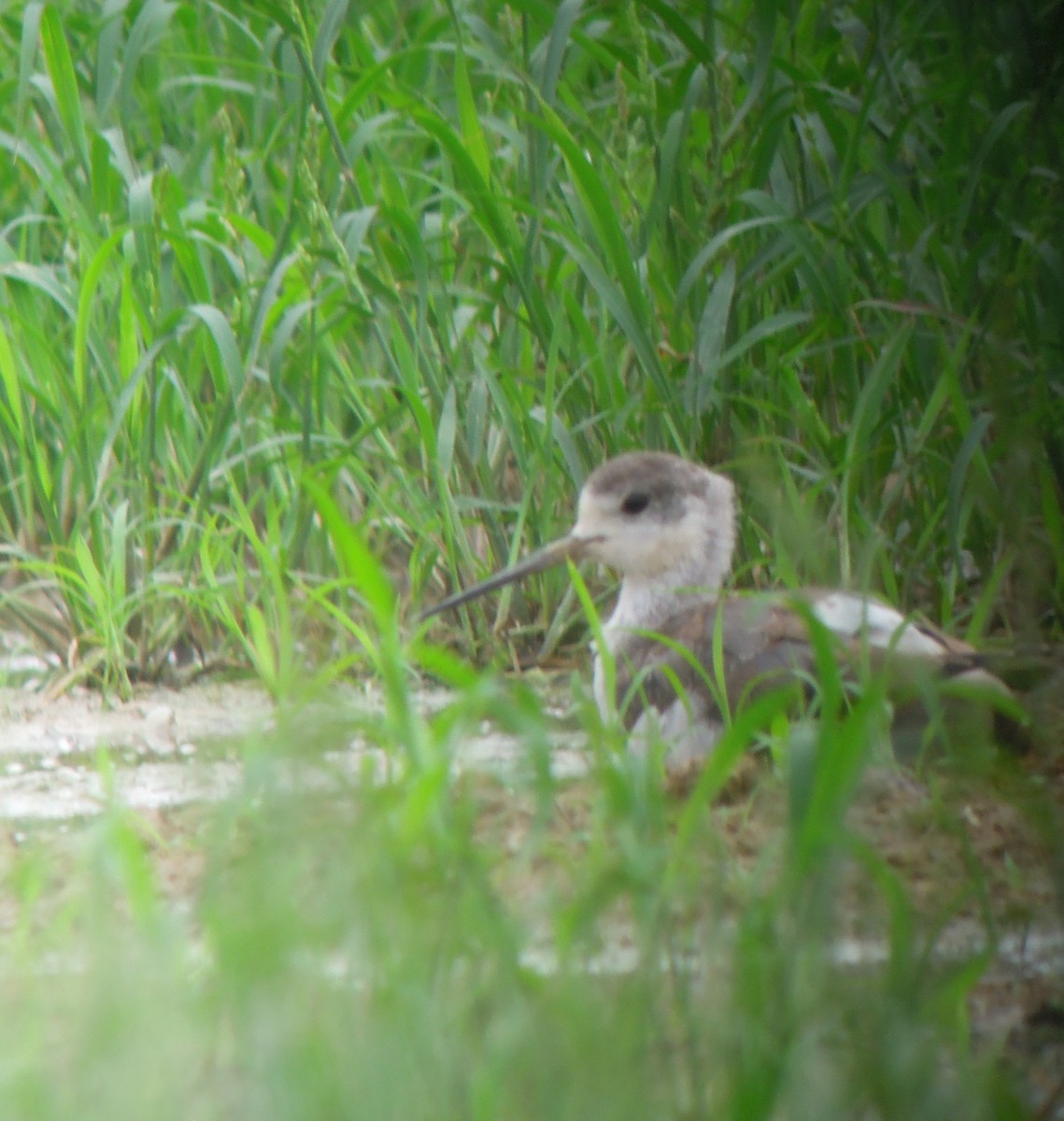 Black-winged Stilt - ML484291921