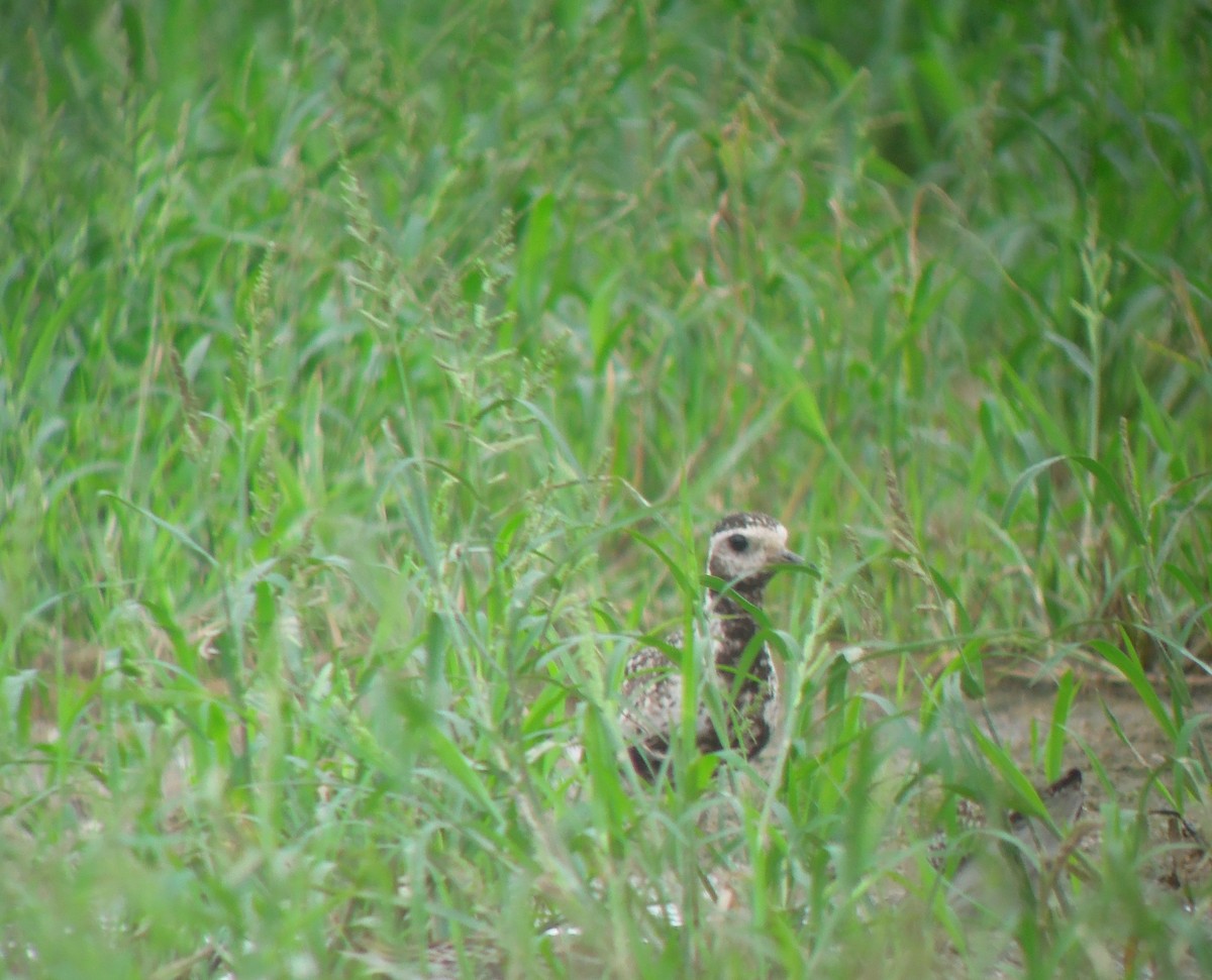Pacific Golden-Plover - ML484291961