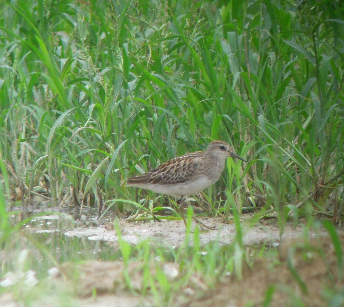 Long-toed Stint - ML484292031
