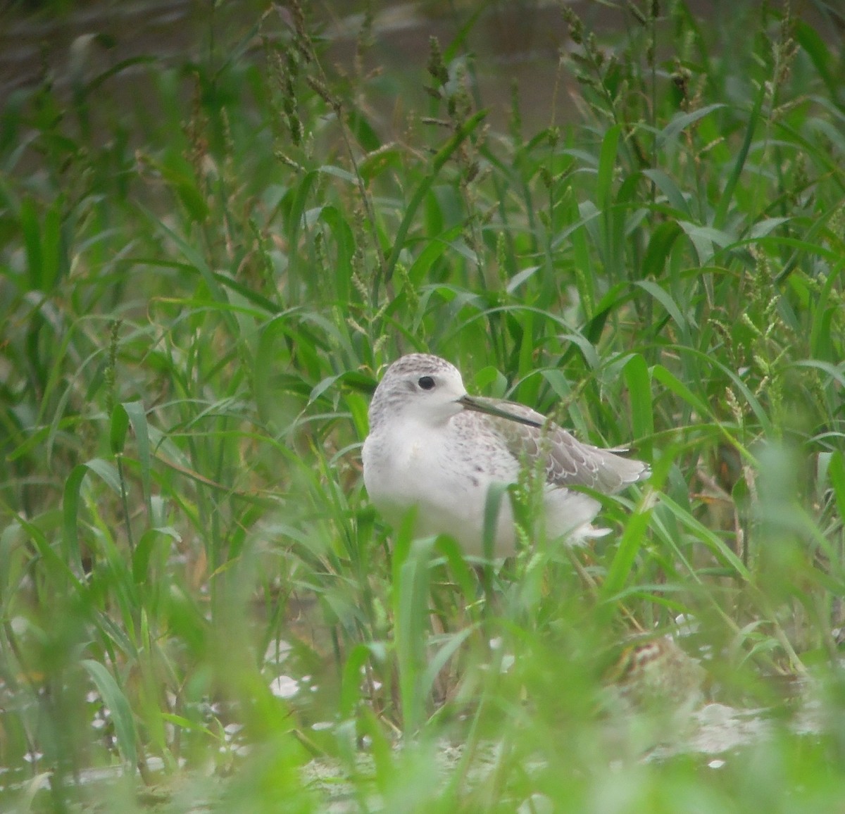 Marsh Sandpiper - ML484292051