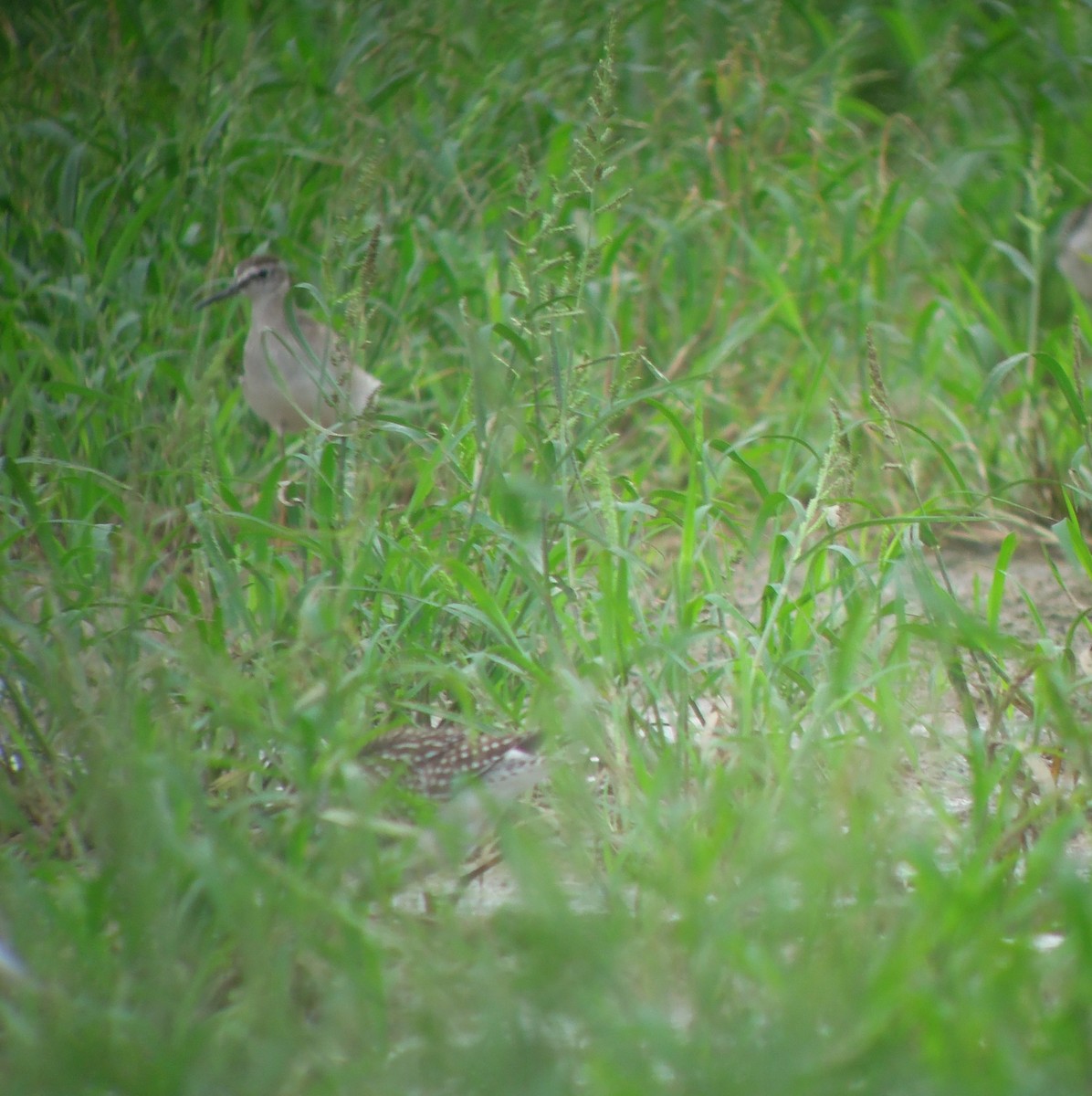 Wood Sandpiper - ML484292061