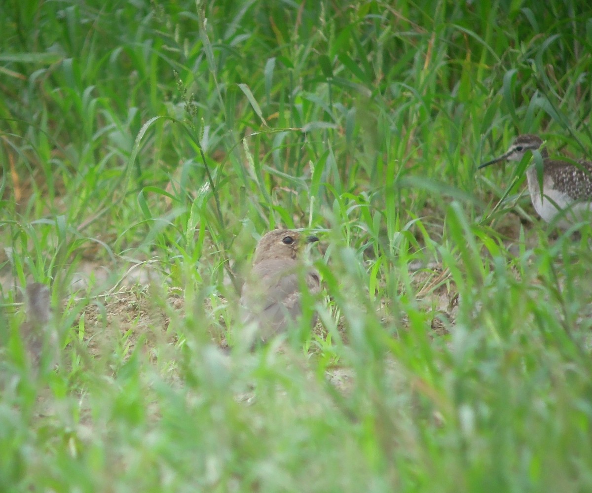Oriental Pratincole - ML484292071
