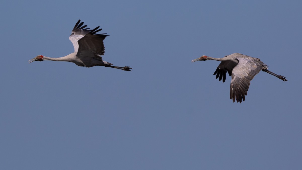 Brolga - Dana Cameron