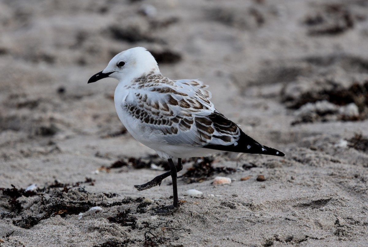 Gaviota Plateada (australiana) - ML484293371