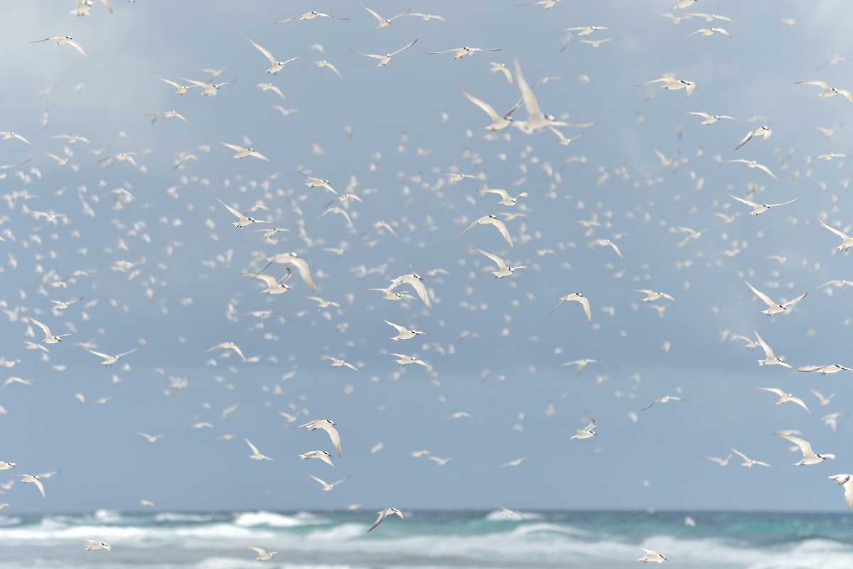 Least Tern - Michiel Oversteegen