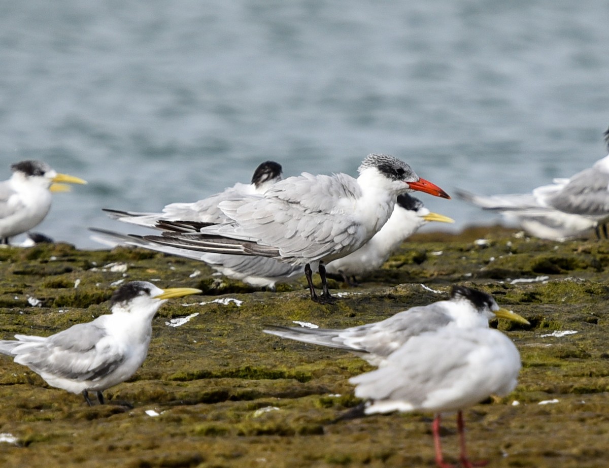 Caspian Tern - ML484293461