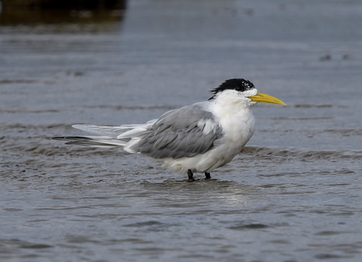 Great Crested Tern - ML484293521