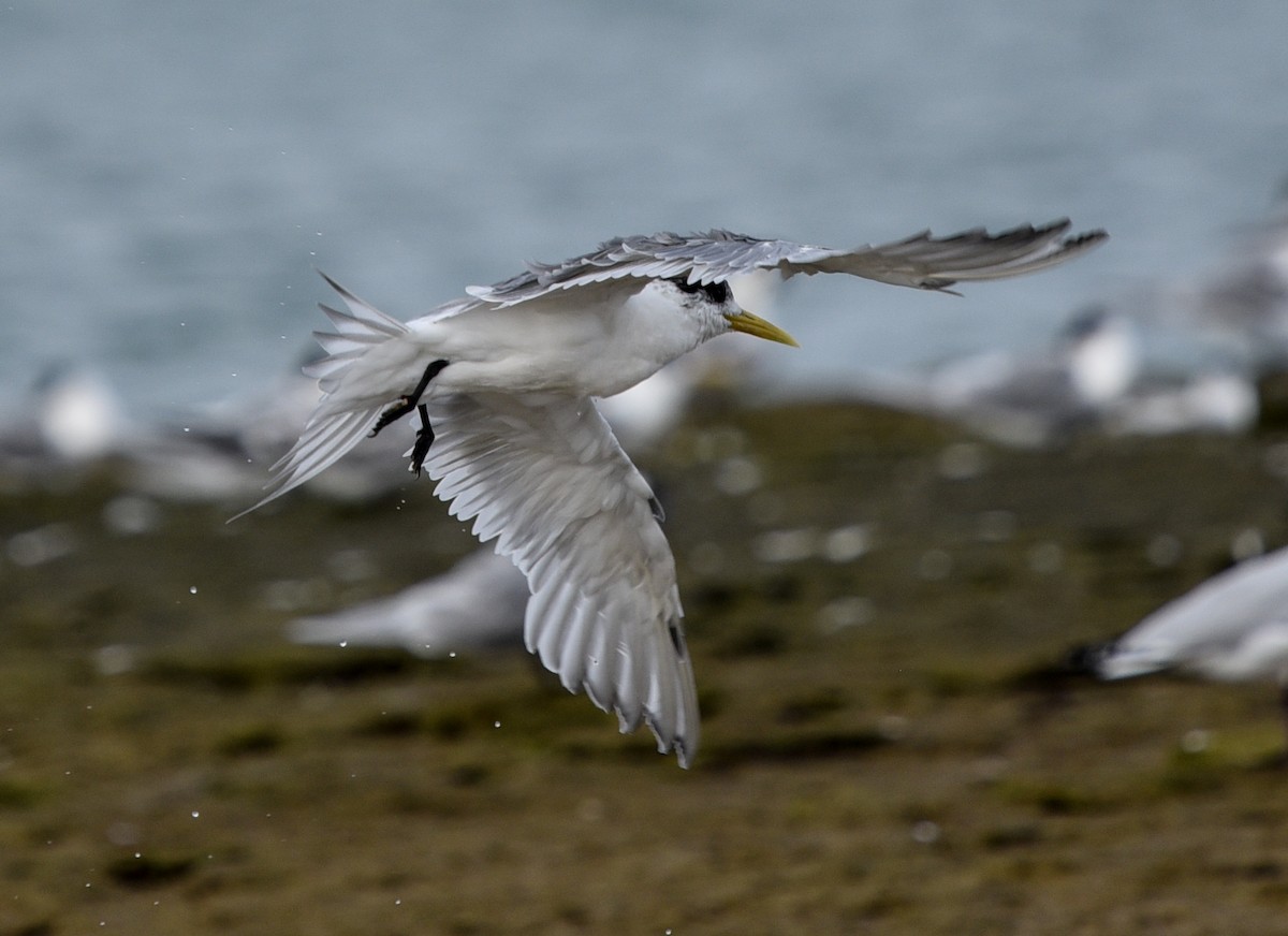 Great Crested Tern - ML484293531