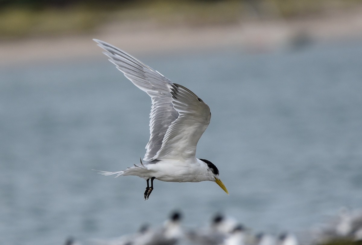 Great Crested Tern - ML484293541