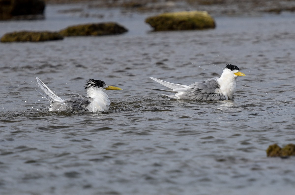 Great Crested Tern - ML484293551
