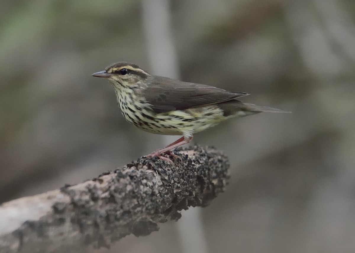 Northern Waterthrush - ML484293731