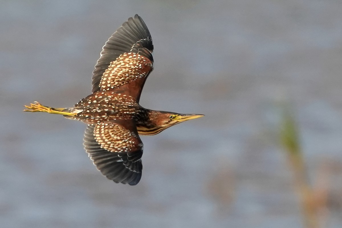 Schrenck's Bittern - peng su