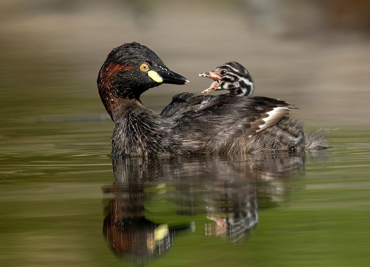 Australasian Grebe - David Irving