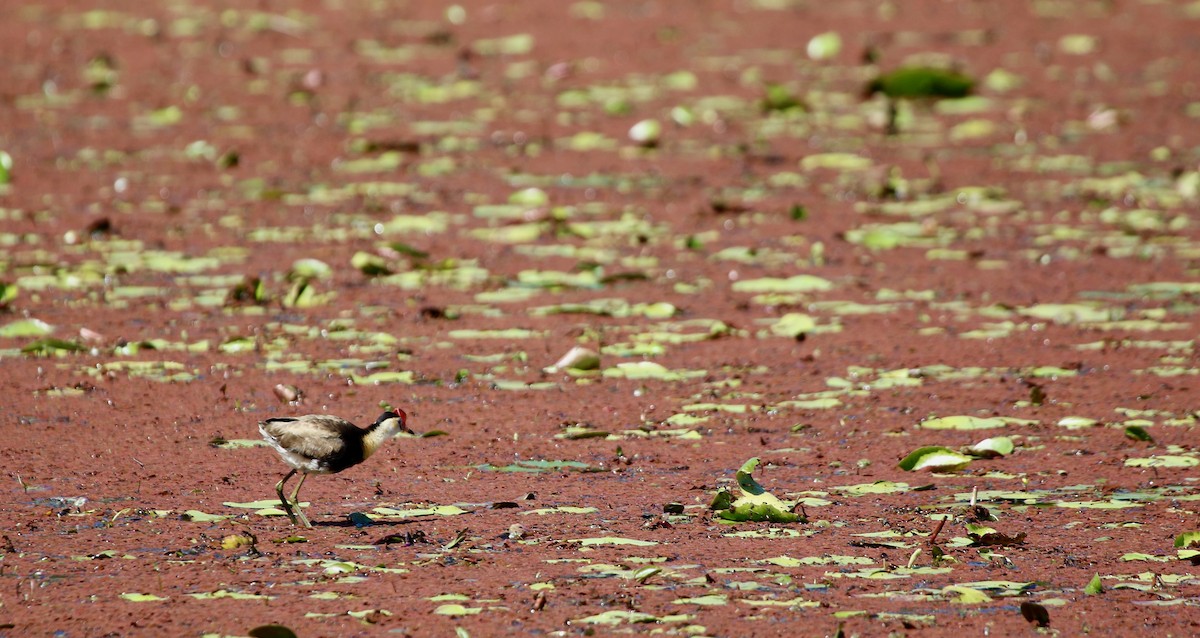 Comb-crested Jacana - ML484296391