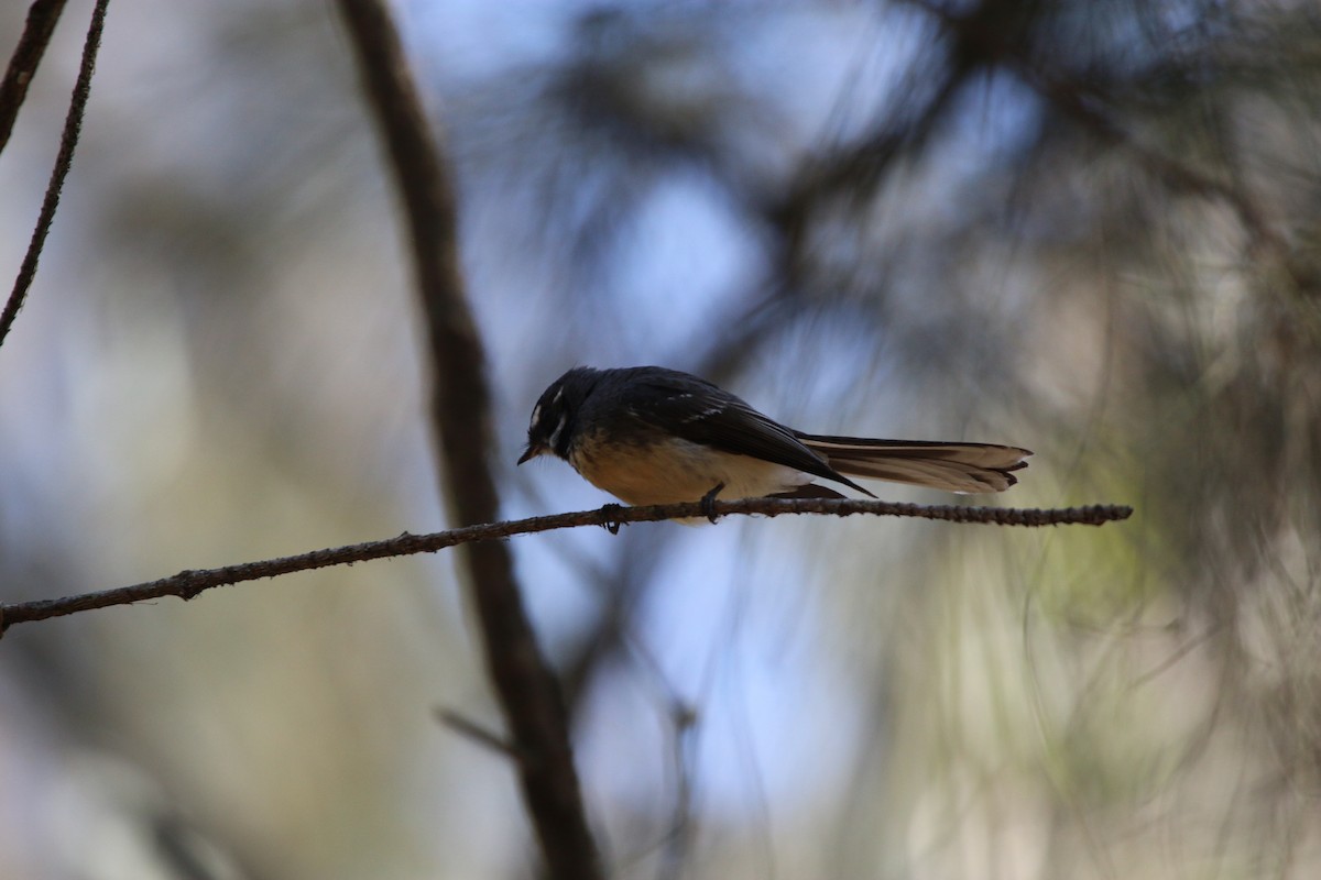 Gray Fantail - ML484296561