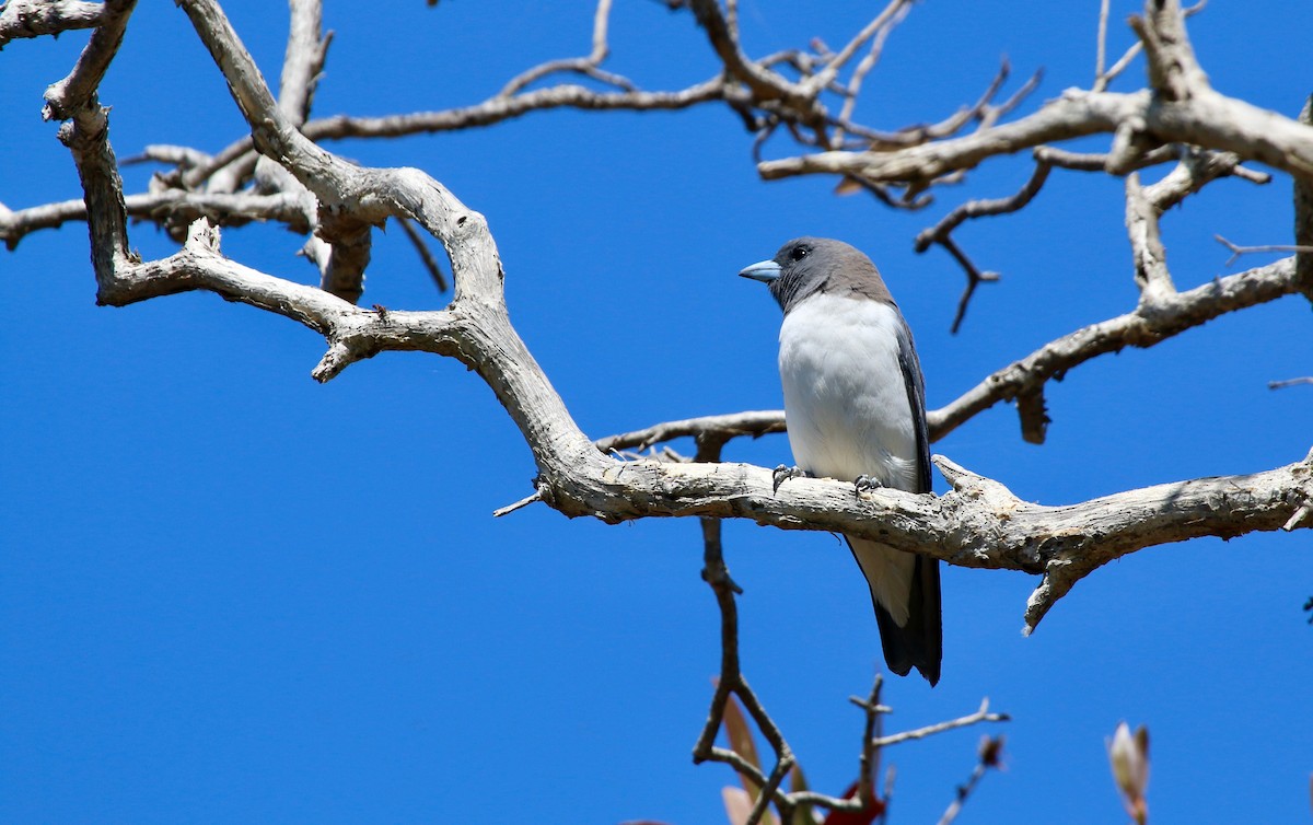 White-breasted Woodswallow - ML484296911