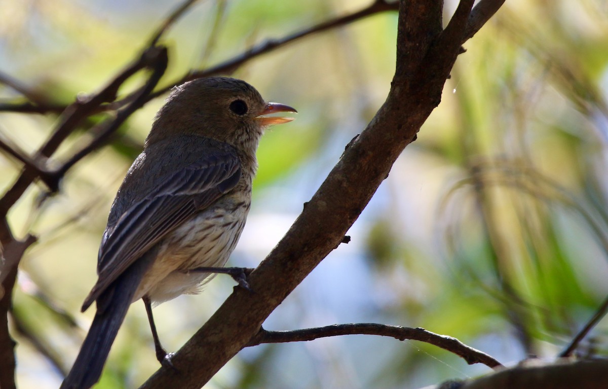 Rufous Whistler - ML484296961