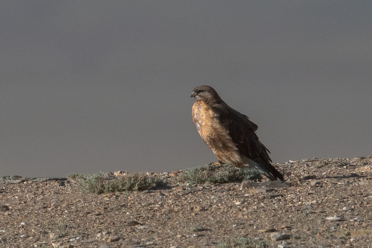 Upland Buzzard - Aseem Kothiala