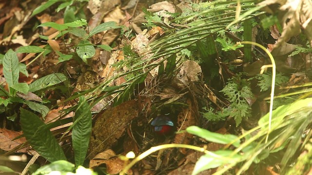 Black-crowned Pitta - ML484299