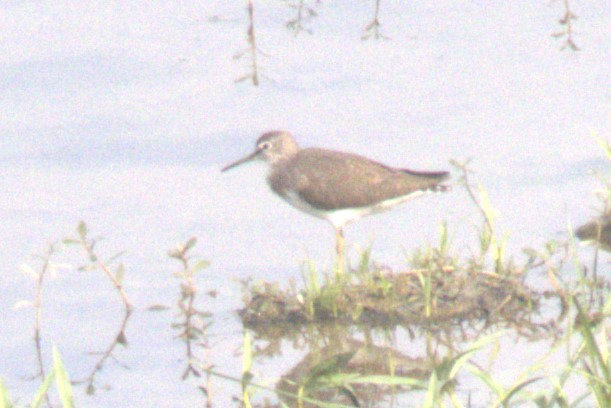 Green Sandpiper - ML484299281