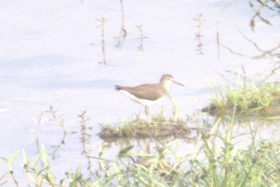 Green Sandpiper - Ajay Sarvagnam