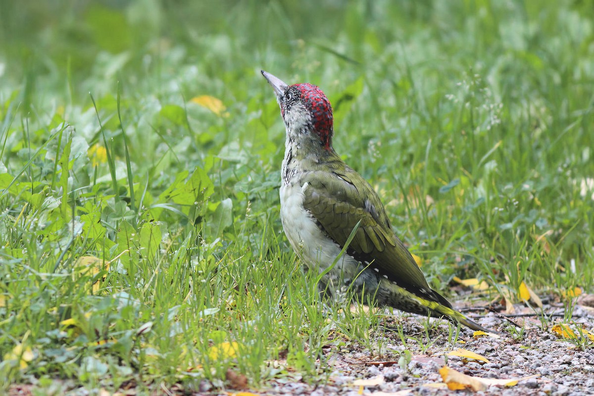 Eurasian Green Woodpecker - Zhiwen Liu