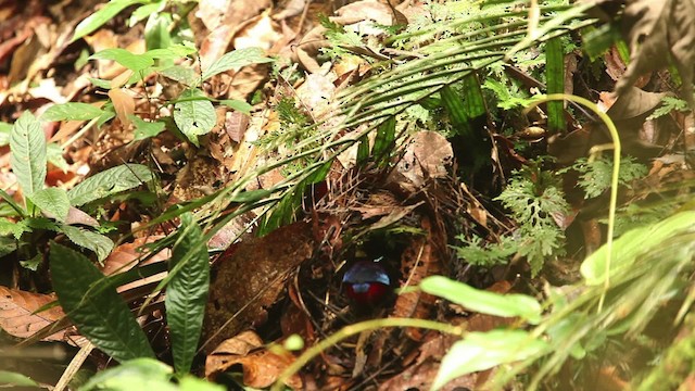 Black-crowned Pitta - ML484300