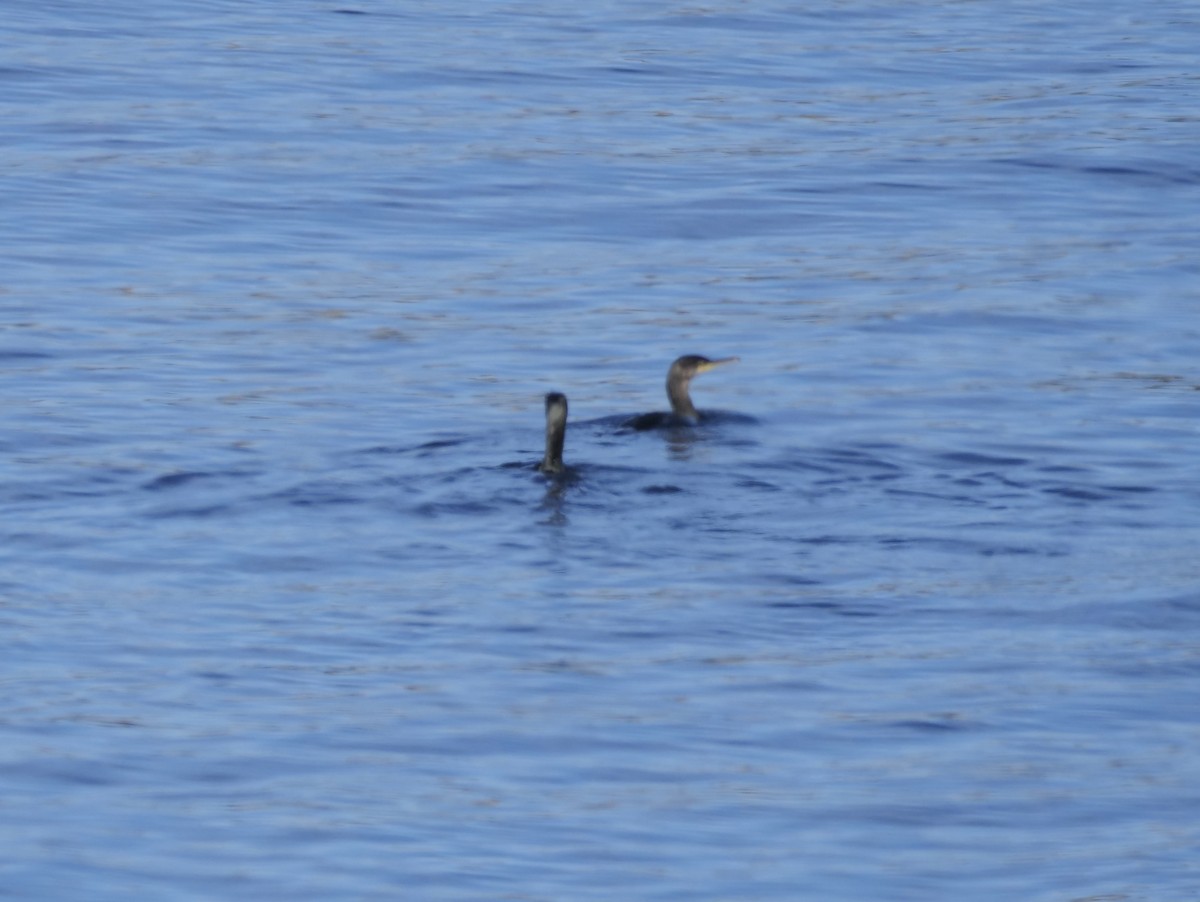 Cormorán Moñudo - ML484300451