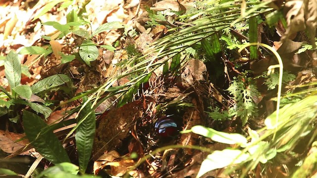 Black-crowned Pitta - ML484301