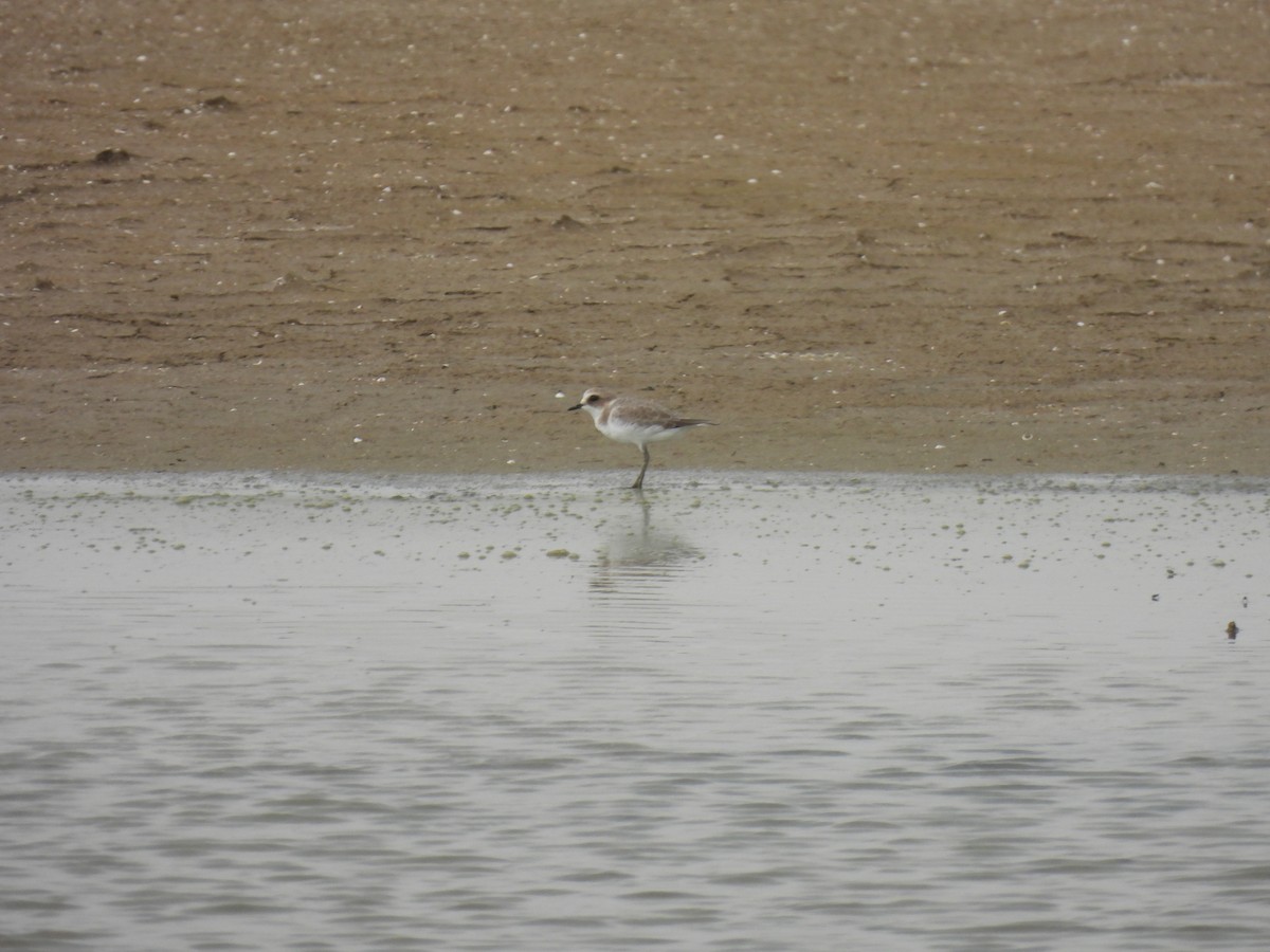 Greater Sand-Plover - ML484301231