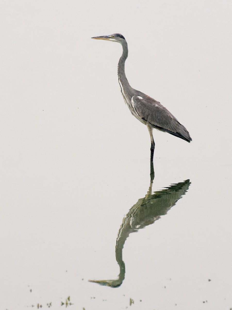 Gray Heron - ML484301371