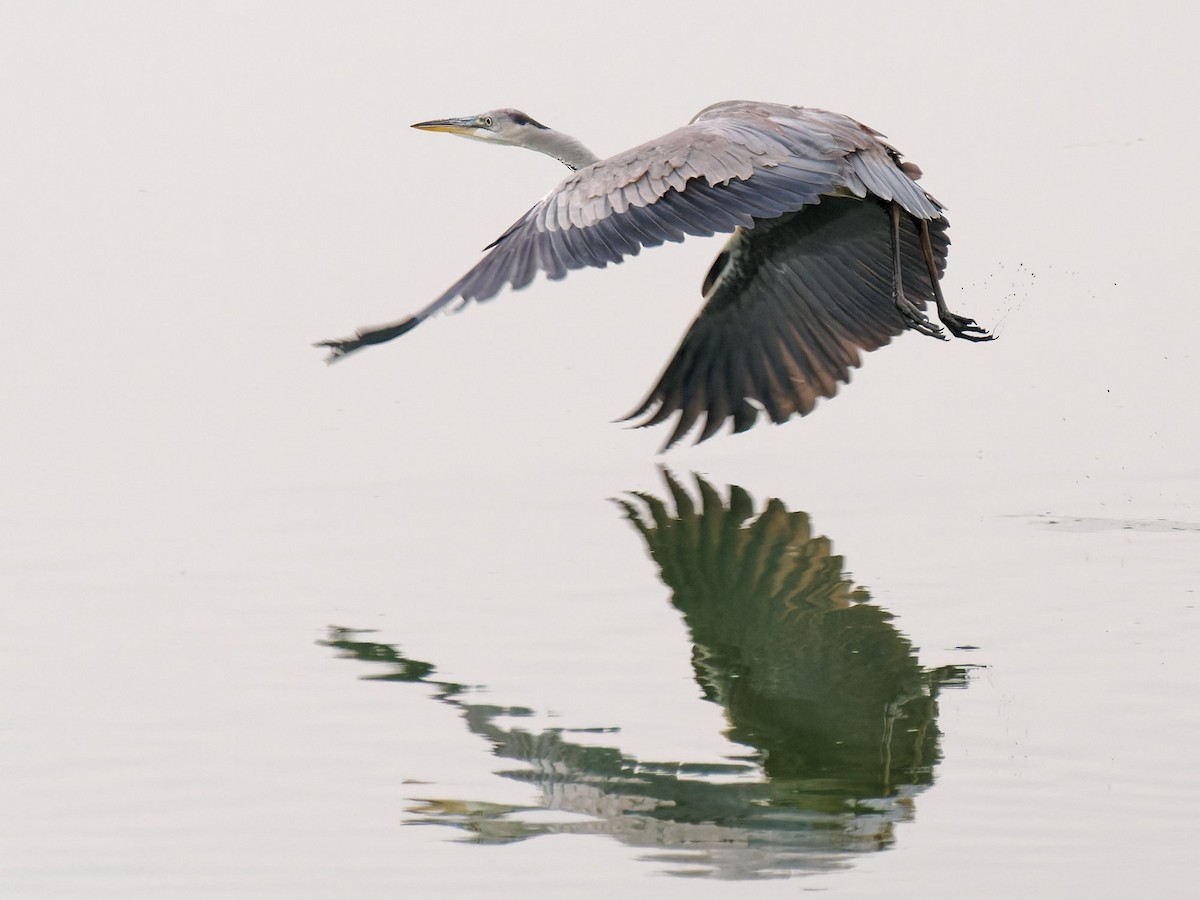 Gray Heron - ML484301381