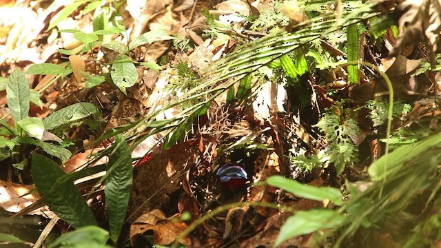 Black-crowned Pitta - ML484302