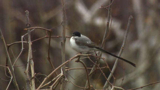 Fork-tailed Flycatcher - ML484303