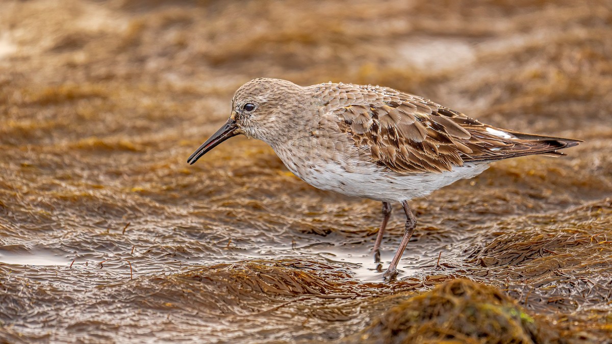 White-rumped Sandpiper - ML484303521